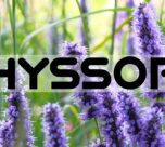 5 Amazing Health Benefits of Hyssop You Need to Know