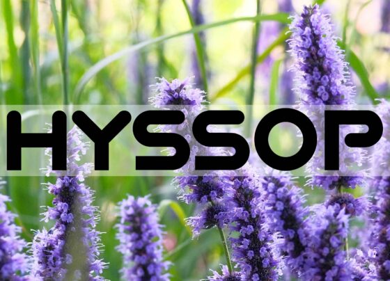 5 Amazing Health Benefits of Hyssop You Need to Know