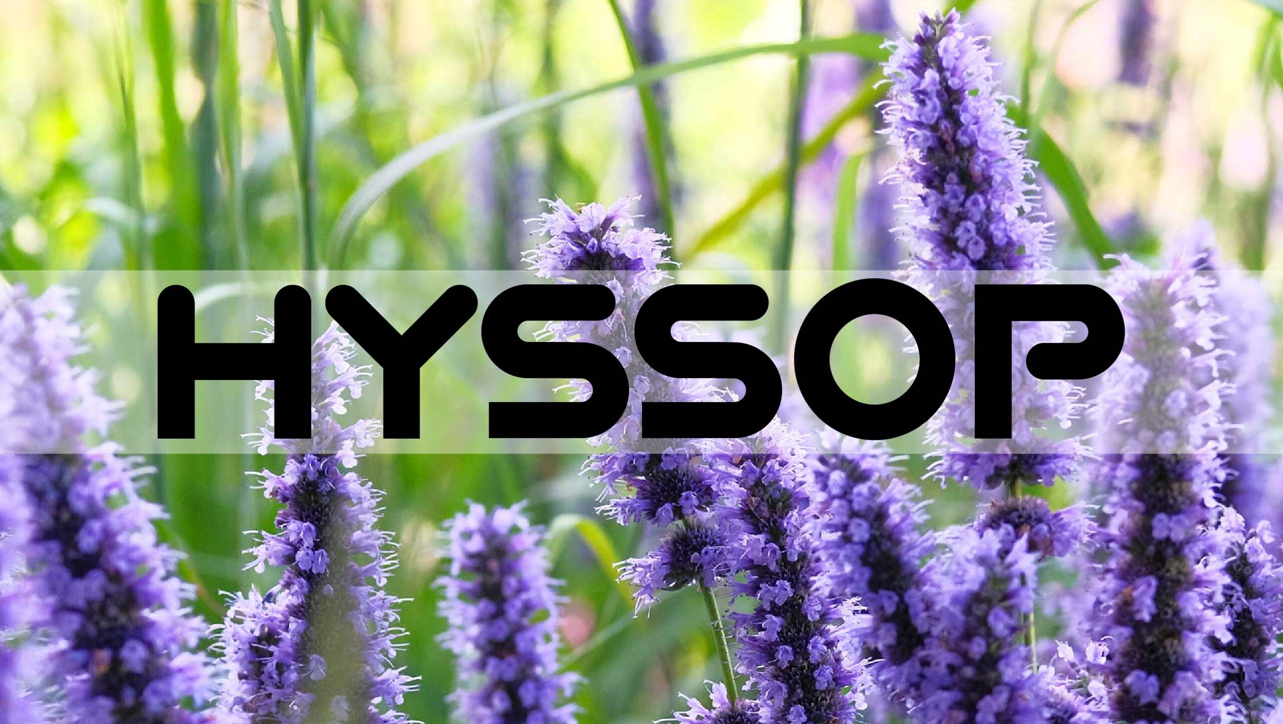 5 Amazing Health Benefits of Hyssop You Need to Know